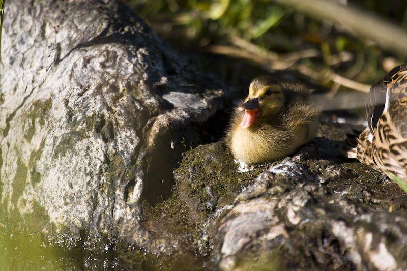 Mallard Duckling